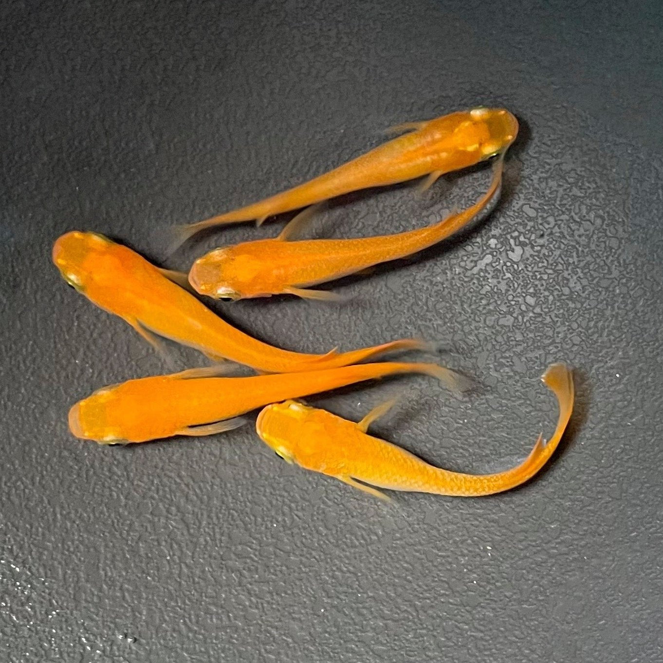 楊貴妃（ようきひ）めだか（5匹セット） - 丹波とめだか「とと」