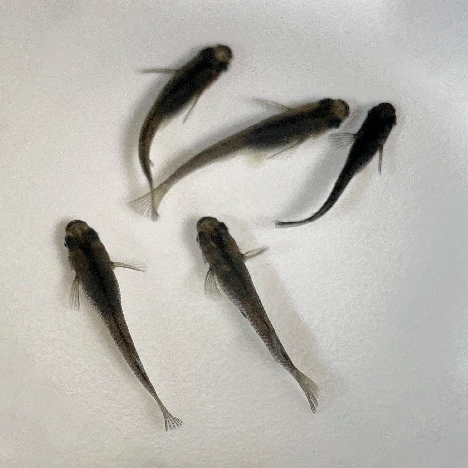 オロチメダカ（ 5匹セット） - 丹波とめだか「とと」