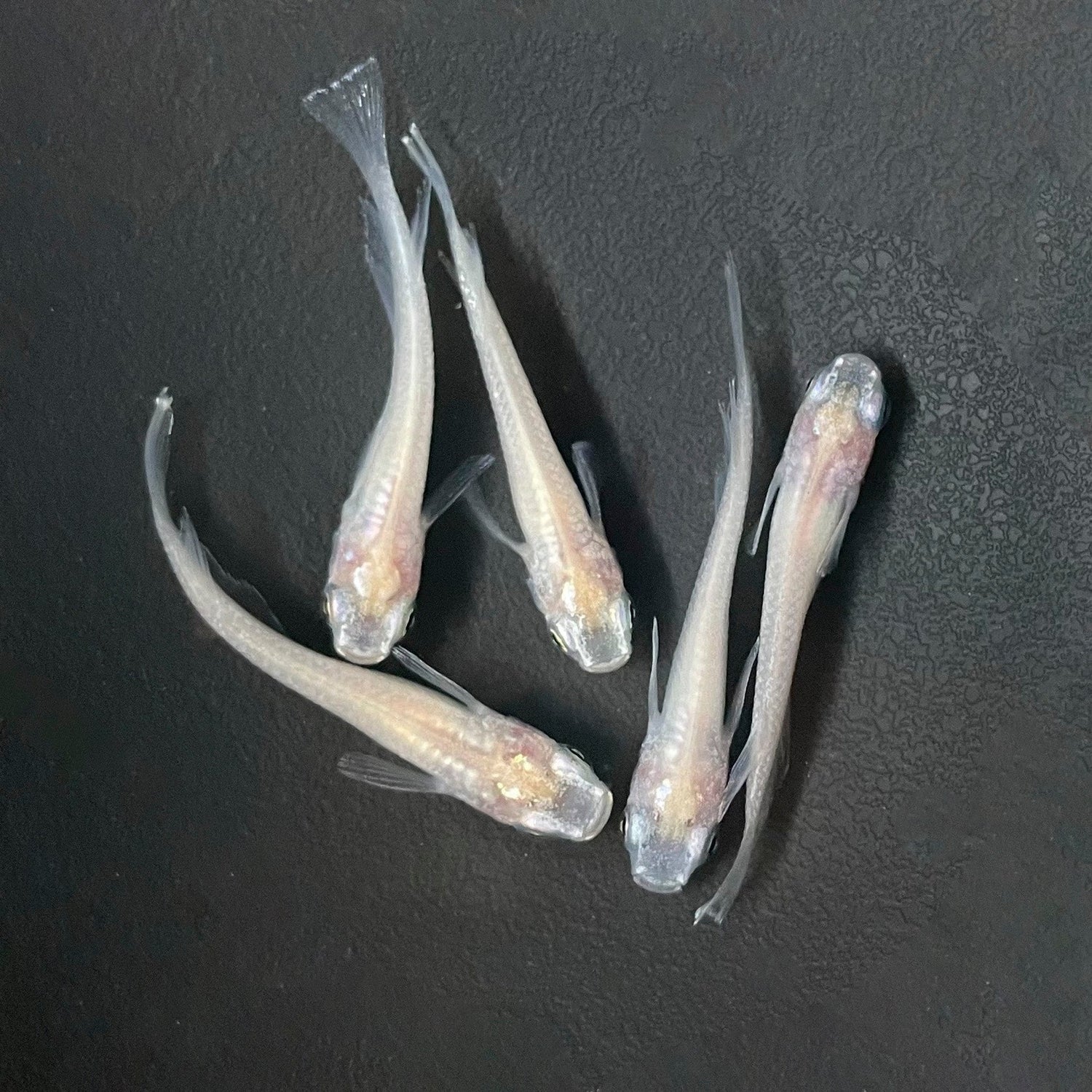 白（しろ）めだか（ 5匹セット） - 丹波とめだか「とと」