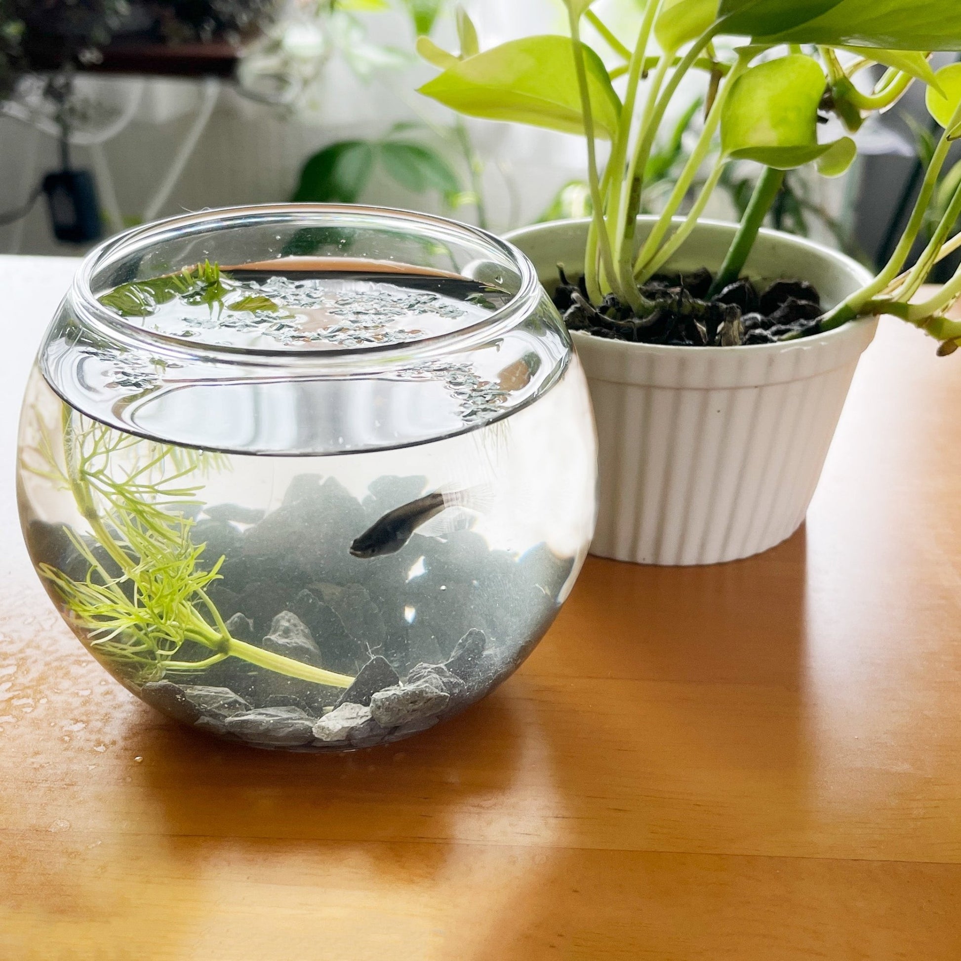 プチととボウル（オロチめだか） - 丹波とめだか「とと」