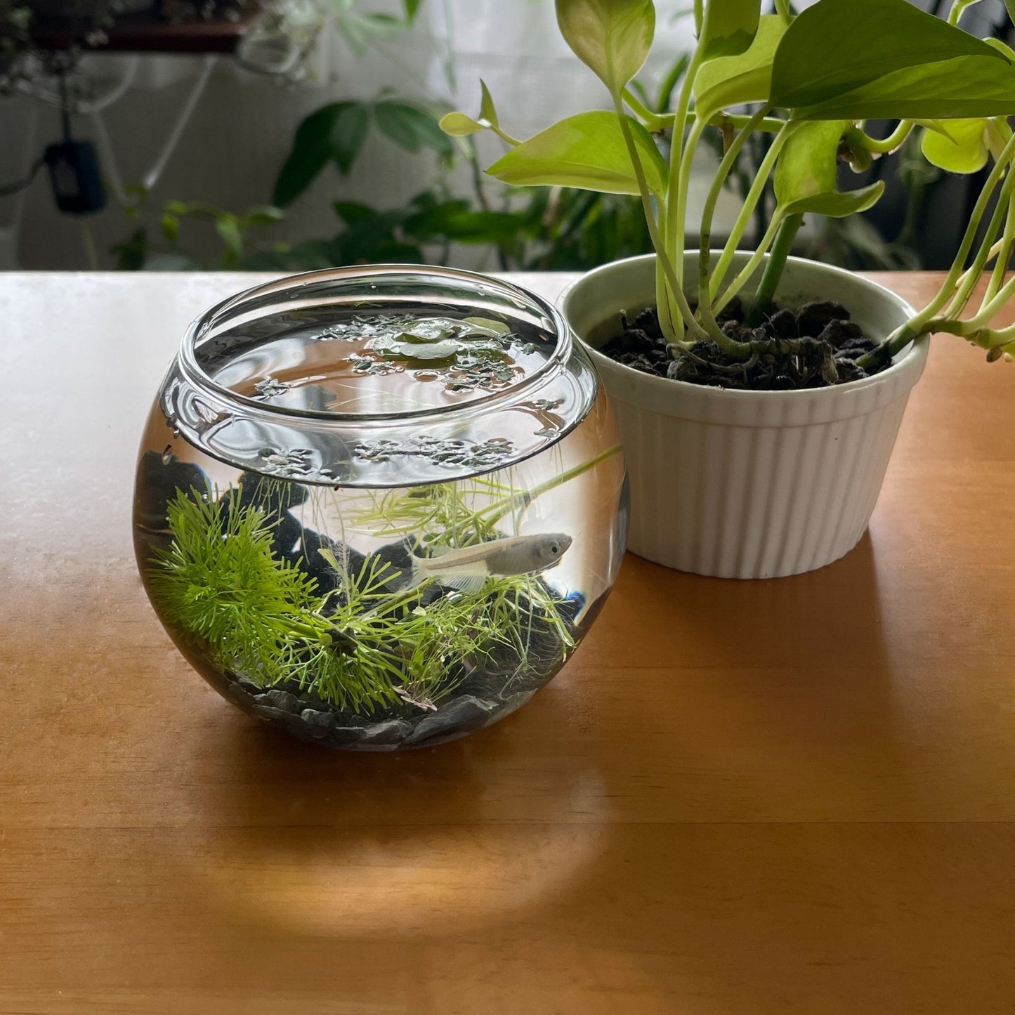 プチととボウル（幹之めだか） - 丹波とめだか「とと」