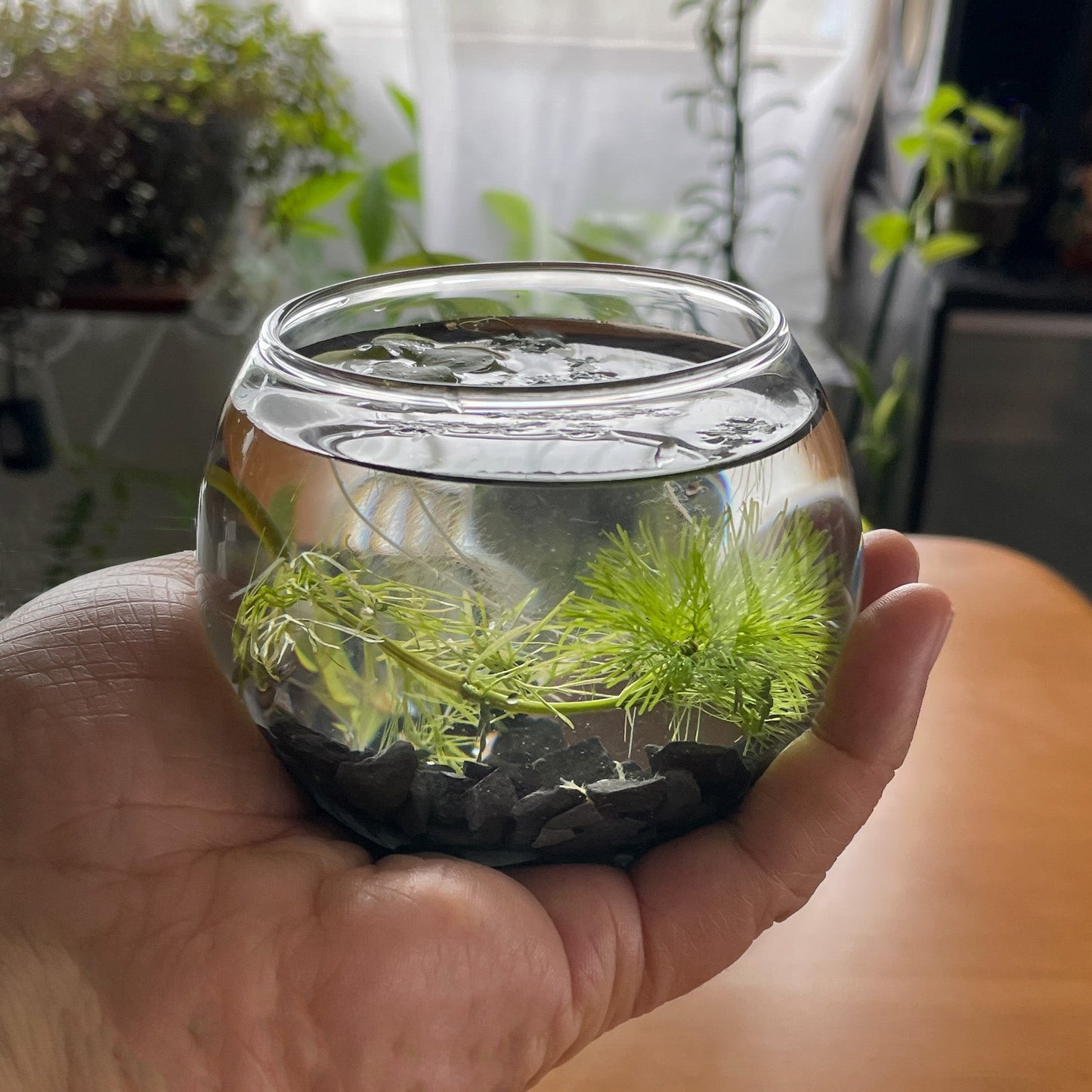 プチととボウル（楊貴妃めだか） - 丹波とめだか「とと」