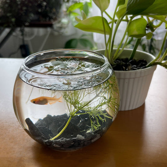 プチととボウル（楊貴妃めだか） - 丹波とめだか「とと」