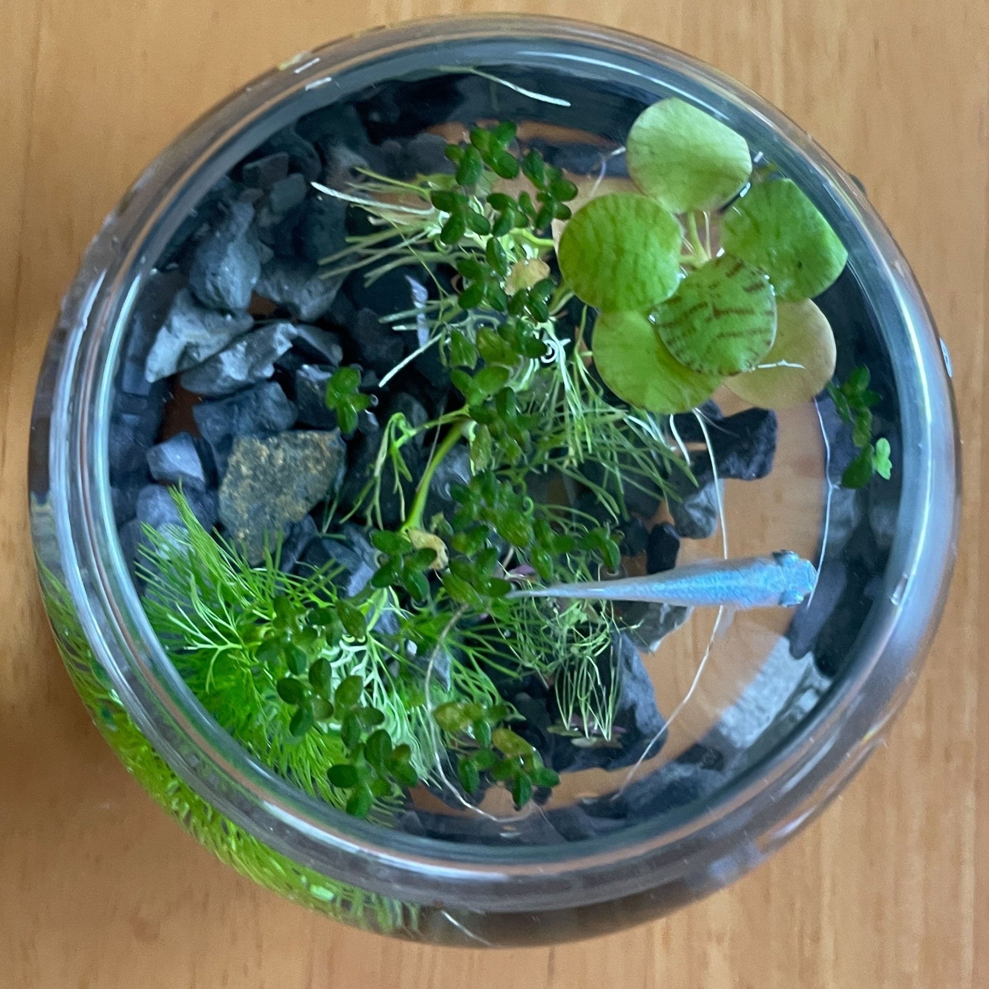 プチととボウル（幹之めだか） - 丹波とめだか「とと」