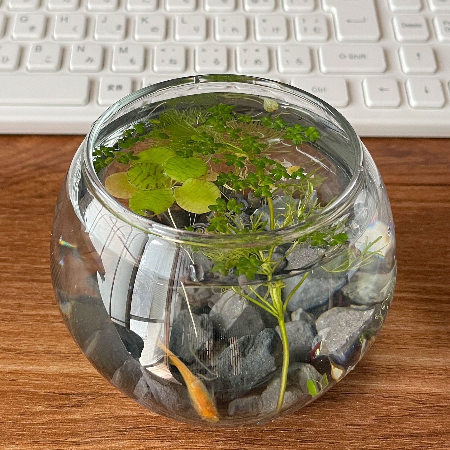 プチととボウル（楊貴妃めだか） - 丹波とめだか「とと」