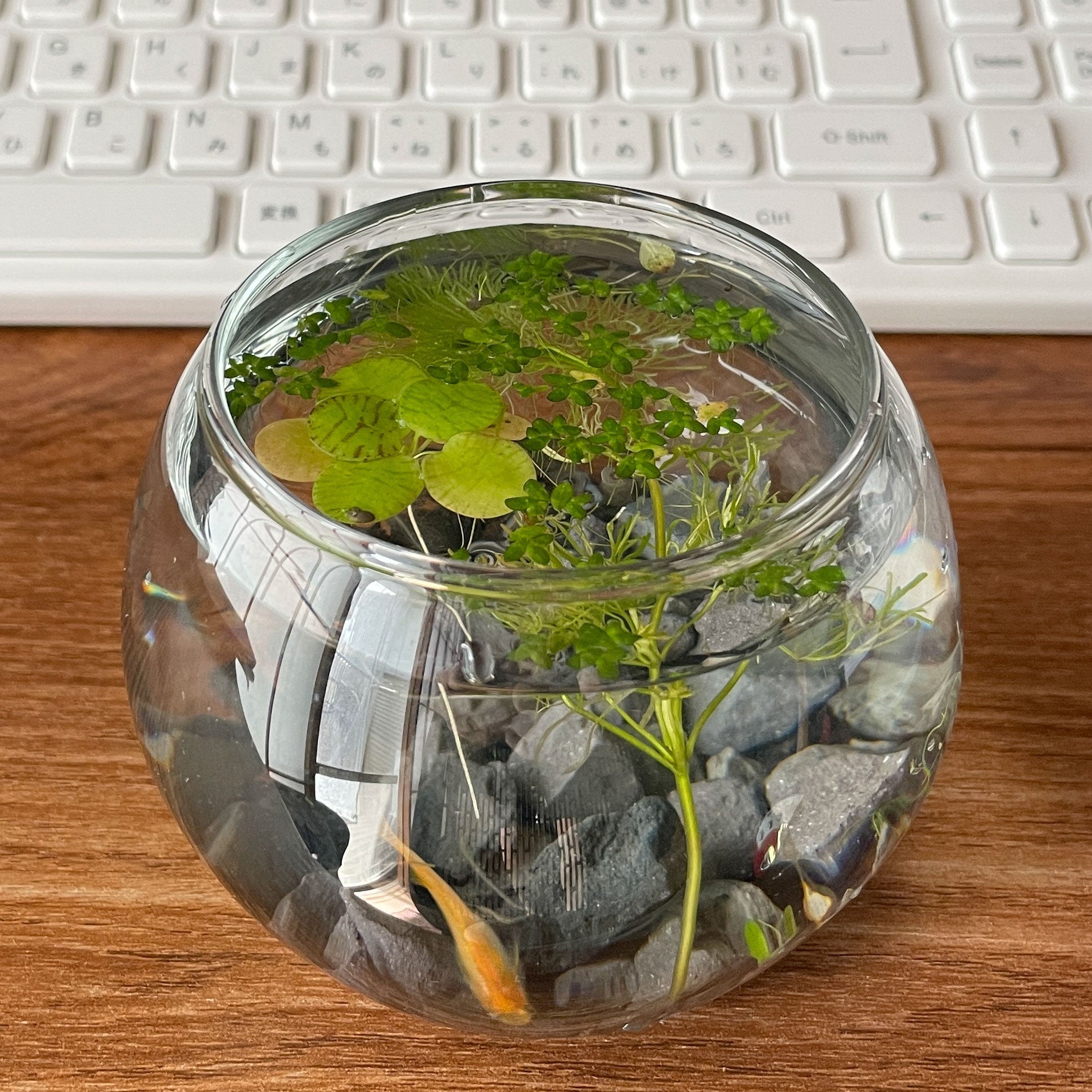 プチととボウル（楊貴妃めだか） - 丹波とめだか「とと」