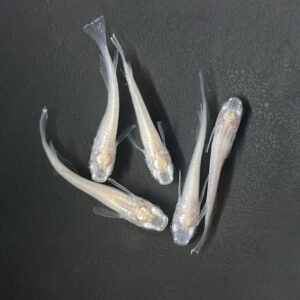 白（しろ）めだか（ 5匹セット）