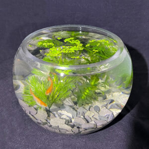 めだか飼育セット「ととボウル」