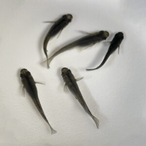 オロチメダカ( 5匹セット)